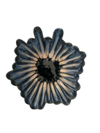 Ruffle Rain #1