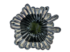 Ruffle Rain #25