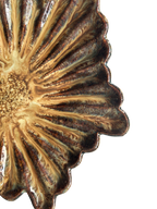 Ruffle Rain #71